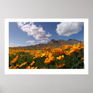 Mexican Poppies - Franklin Mountian State Park 2 Poster