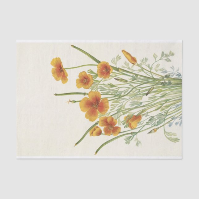 Mexican Poppy by Mary Vaux Walcott Tissue Paper (Front)