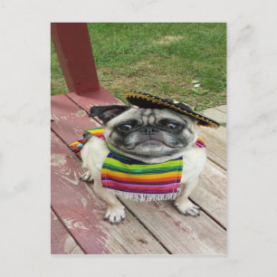 Mexican Pug Postcard