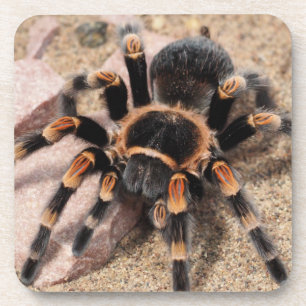 Mexican Red Knee Tarantula Spider Coaster