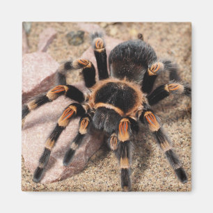 Mexican Red Knee Tarantula Spider Magnet