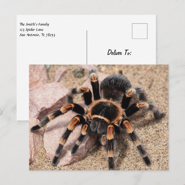 Mexican Red knee Tarantula Spider Postcard (Front/Back)