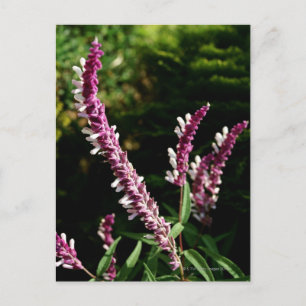 Mexican Sage Postcard