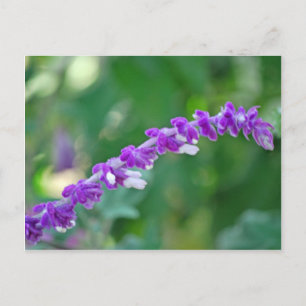 Mexican Sage Postcard