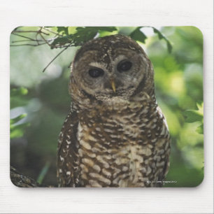 Mexican Spotted Owl On Perch In Gambel Oak Mouse Mat
