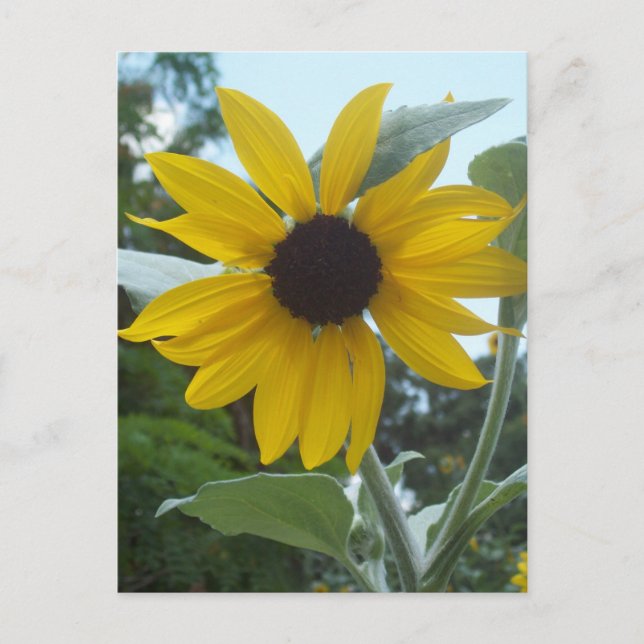 Mexican Sunflower Postcard (Front)