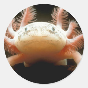 Mexican Walking Fish Classic Round Sticker