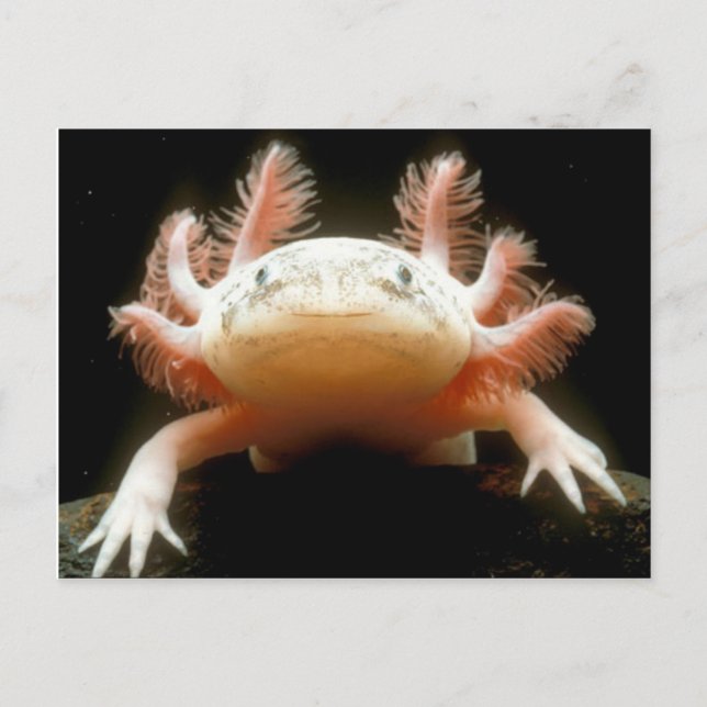 Mexican Walking Fish Postcard (Front)