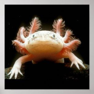 Mexican Walking Fish Poster