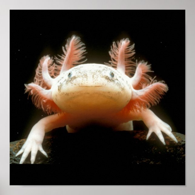 Mexican Walking Fish Poster (Front)