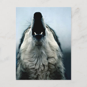 Mexican wolf, endangered species, Sonoran Desert, Postcard