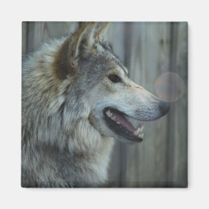 Mexican Wolf Magnet