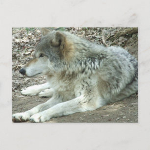 Mexican Wolf Postcard