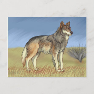 Mexican Wolf Postcard