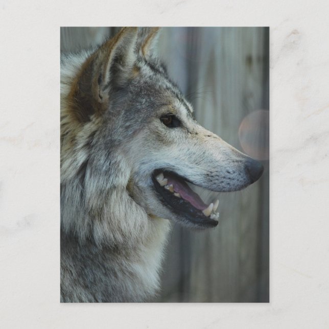 Mexican Wolf Postcard (Front)