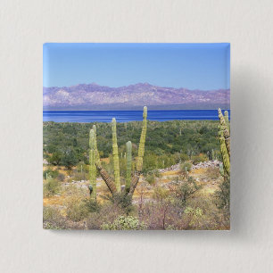 Mexico, Baja California Sur, Cardon Cactus at 15 Cm Square Badge