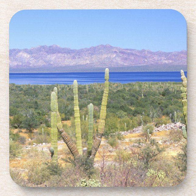 Mexico, Baja California Sur, Cardon Cactus at Coaster (Front)