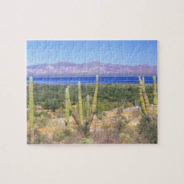 Mexico, Baja California Sur, Cardon Cactus at Jigsaw Puzzle (Horizontal)