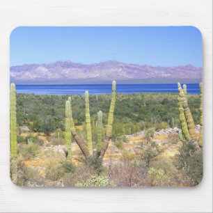 Mexico, Baja California Sur, Cardon Cactus at Mouse Mat