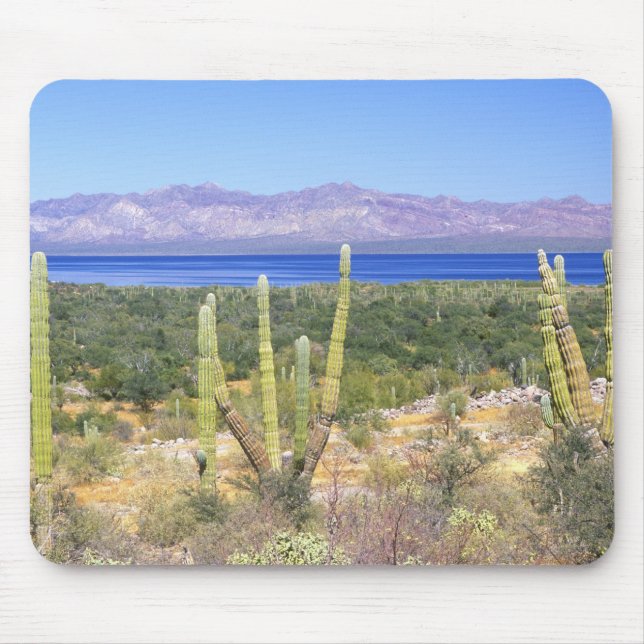 Mexico, Baja California Sur, Cardon Cactus at Mouse Mat (Front)
