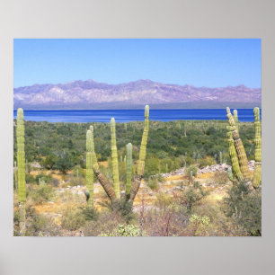 Mexico, Baja California Sur, Cardon Cactus at Poster