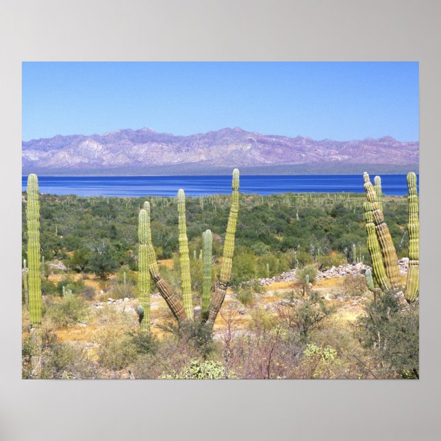 Mexico, Baja California Sur, Cardon Cactus at Poster (Front)