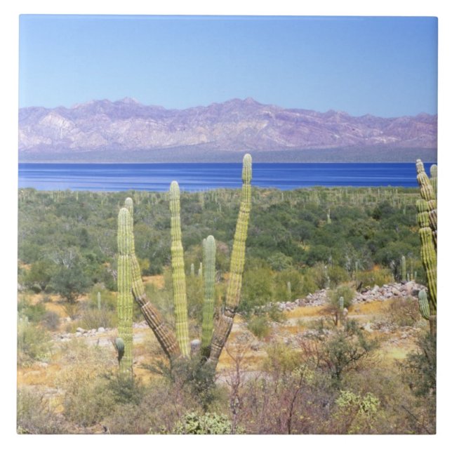 Mexico, Baja California Sur, Cardon Cactus at Tile (Front)