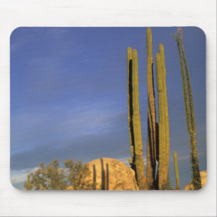 Mexico, Baja del Norte, Catavina Desert National Mouse Mat