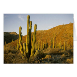 Mexico, Baja, Santa Catalina Island, Sea of