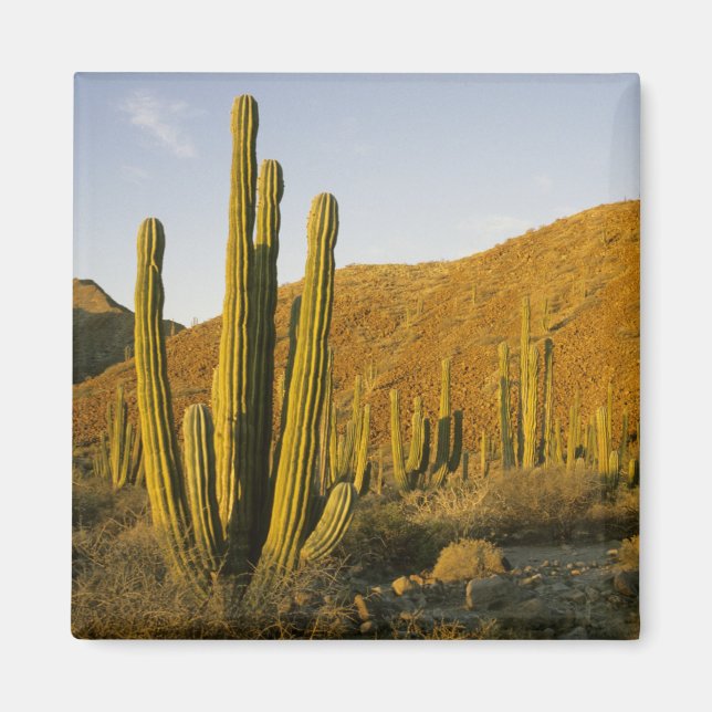 Mexico, Baja, Santa Catalina Island, Sea of Magnet (Front)