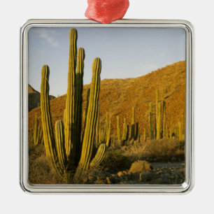 Mexico, Baja, Santa Catalina Island, Sea of Metal Tree Decoration