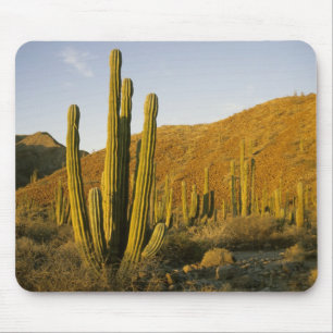 Mexico, Baja, Santa Catalina Island, Sea of Mouse Mat
