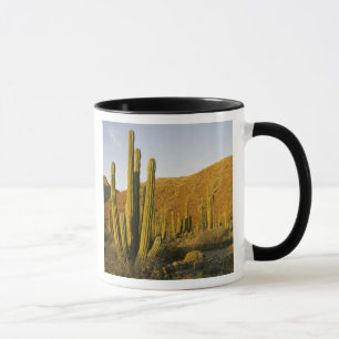 Mexico, Baja, Santa Catalina Island, Sea of Mug