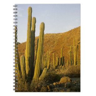 Mexico, Baja, Santa Catalina Island, Sea of Notebook