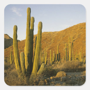 Mexico, Baja, Santa Catalina Island, Sea of Square Sticker