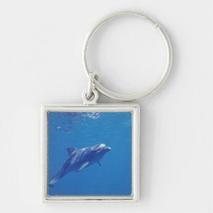 Mexico, Cozumel. Bottlenosed Dolphin Key Ring