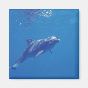 Mexico, Cozumel. Bottlenosed Dolphin Magnet