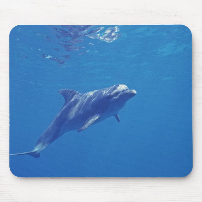 Mexico, Cozumel. Bottlenosed Dolphin Mouse Mat (Front)