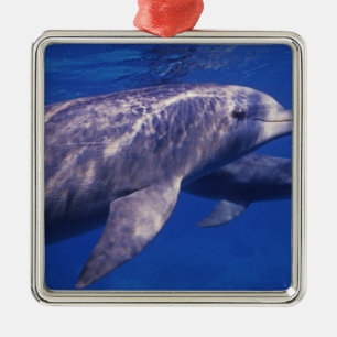 Mexico, Cozumel. Bottlenosed Dolphin, Tursiops 2 Metal Tree Decoration