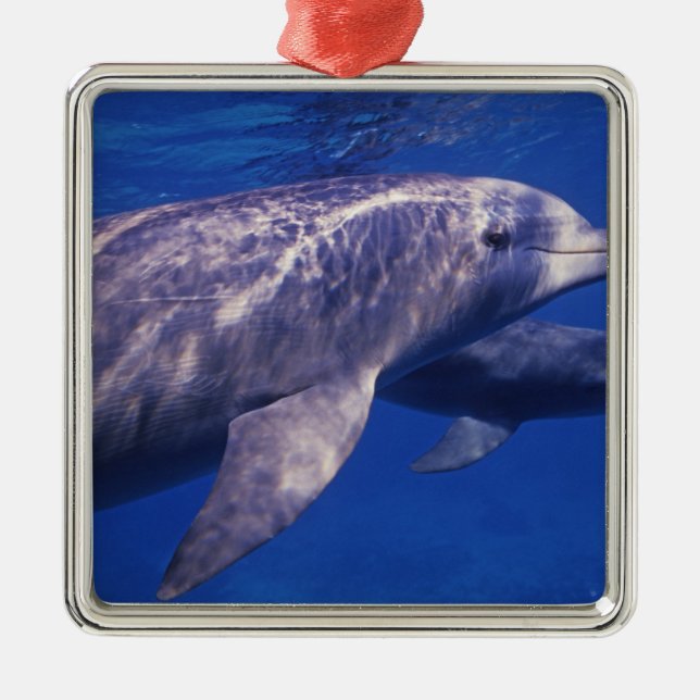 Mexico, Cozumel. Bottlenosed Dolphin, Tursiops 2 Metal Tree Decoration (Front)