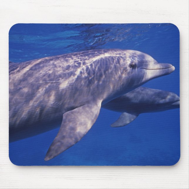 Mexico, Cozumel. Bottlenosed Dolphin, Tursiops 2 Mouse Mat (Front)