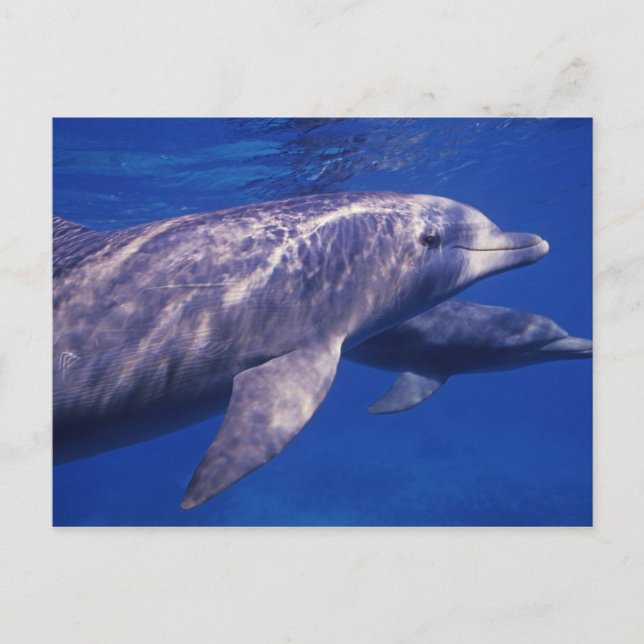 Mexico, Cozumel. Bottlenosed Dolphin, Tursiops 2 Postcard (Front)