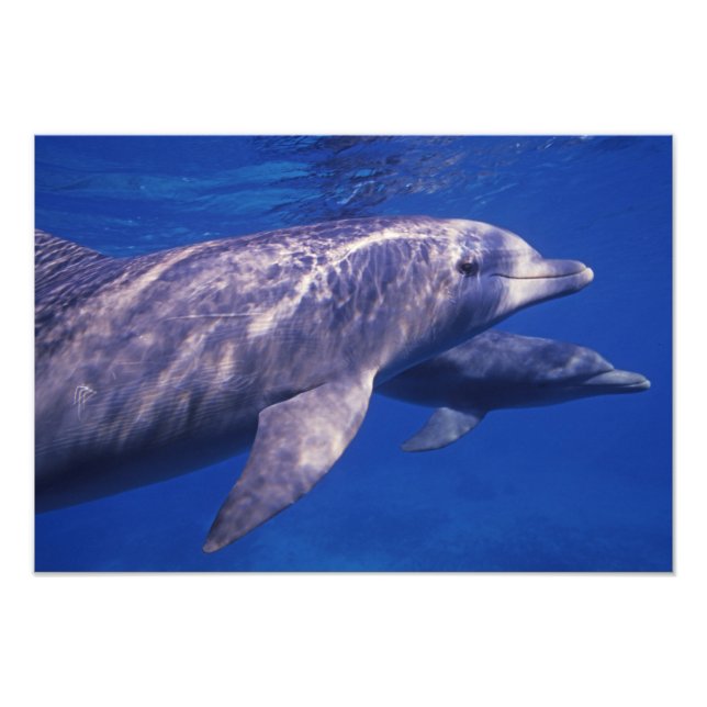 Mexico, Cozumel. Bottlenosed Dolphin, Tursiops 3 Photo Print (Front)