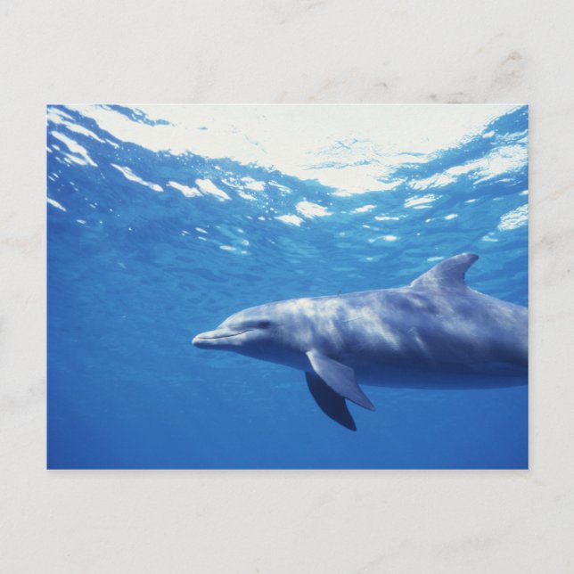 Mexico, Cozumel. Bottlenosed Dolphin, Tursiops 3 Postcard (Front)