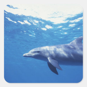 Mexico, Cozumel. Bottlenosed Dolphin, Tursiops 3 Square Sticker