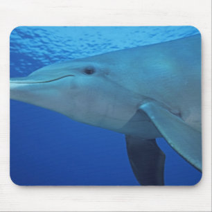 Mexico, Cozumel. Bottlenosed Dolphin, Tursiops 4 Mouse Mat