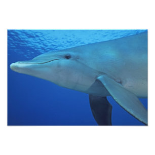 Mexico, Cozumel. Bottlenosed Dolphin, Tursiops 4 Photo Print