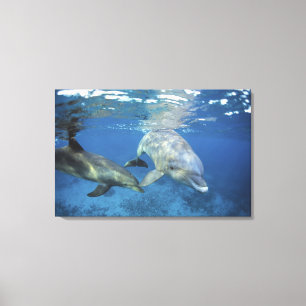 Mexico, Cozumel. Bottlenosed Dolphin, Tursiops 5 Canvas Print