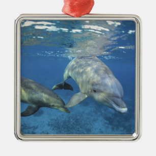 Mexico, Cozumel. Bottlenosed Dolphin, Tursiops 5 Metal Tree Decoration