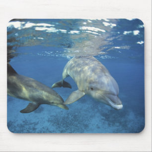 Mexico, Cozumel. Bottlenosed Dolphin, Tursiops 5 Mouse Mat
